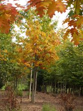 Quercus rubra