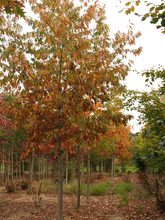 Quercus rubra