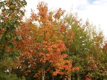 Quercus rubra