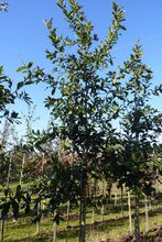Quercus rysophylla 'maya'