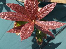 Quercus rysophylla 'maya'