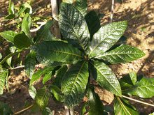 Quercus rysophylla 'maya'