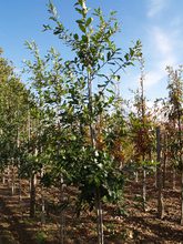 Quercus rysophylla 'maya'