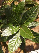 Quercus rysophylla 'maya'