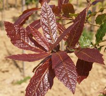 Quercus rysophylla 'maya'