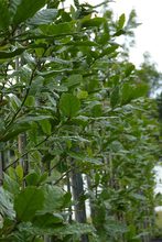 Quercus rysophylla 'maya'