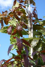 Quercus rysophylla 'maya'