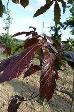 Quercus rysophylla 'maya'