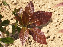 Quercus rysophylla 'maya'