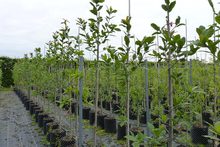 Quercus rysophylla 'maya'