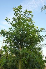 Quercus rysophylla 'maya'