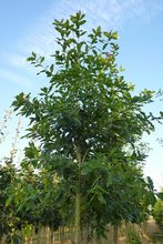 Quercus rysophylla 'maya'