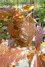 Quercus rysophylla 'maya'