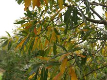 Quercus schochiana