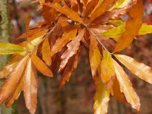 Quercus schochiana