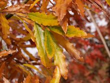 Quercus schochiana