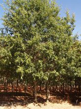 Quercus schochiana