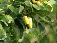 Quercus sessilis 'Columna'