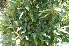 Quercus sessilis 'Columna'