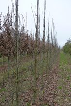 Quercus sessilis 'Columna'