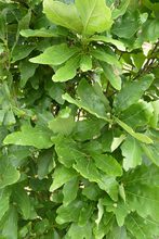 Quercus sessilis 'Columna'