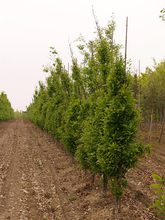 Quercus sessilis 'Columna'