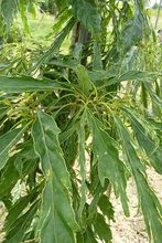 Quercus sessilis 'Laciniata'