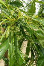 Quercus sessilis 'Laciniata'