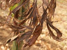 Quercus sessilis 'Laciniata'