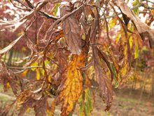 Quercus sessilis 'Laciniata'