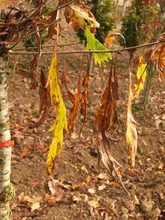 Quercus sessilis 'Laciniata'