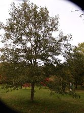 Quercus sessilis 'Laciniata'
