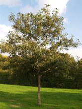 Quercus sessilis 'Laciniata'