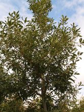 Quercus sessilis 'Mespilifolia'