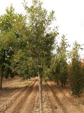 Quercus sessilis 'Mespilifolia'