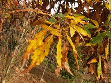 Quercus sessilis 'Mespilifolia'