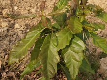 Quercus sessilis 'Mespilifolia'