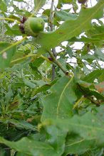 Quercus sessilis 'Mespilifolia'