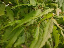 Quercus sessilis 'Mespilifolia'