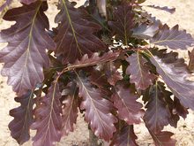 Quercus sessilis 'Purpurea'