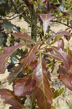 Quercus sessilis 'Purpurea'