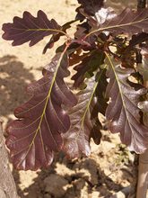 Quercus sessilis 'Purpurea'