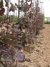 Quercus sessilis 'Purpurea'