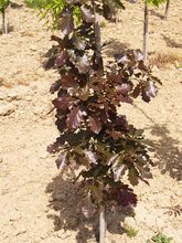 Quercus sessilis 'Purpurea'