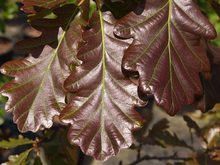 Quercus sessilis 'Purpurea'