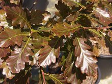 Quercus sessilis 'Purpurea'