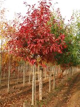 Quercus shumardii