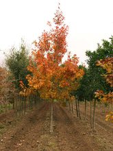 Quercus shumardii