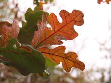 Quercus stellata