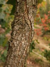 Quercus stellata